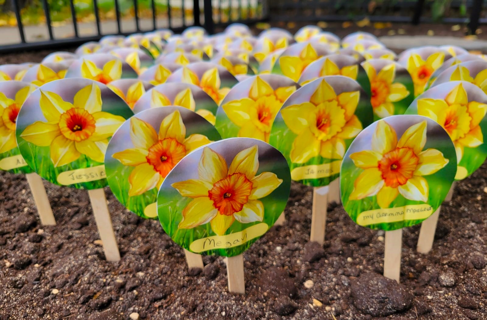 FB Daffodil FB Daffodil